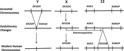 Does EIF2S3 Retrogene Activation Regulate Cancer/Testis Antigen Expression in Human Cancers?